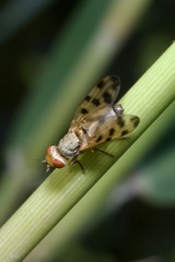 Melieria omissa