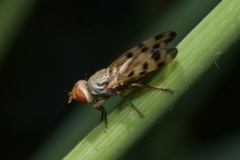 Melieria omissa