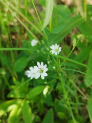Stellaria palustris
