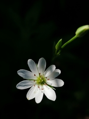 Stellaria palustris