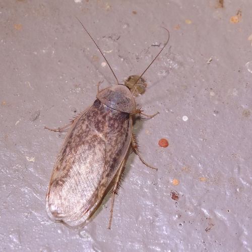 Corydiidae