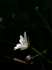 Stellaria palustris
