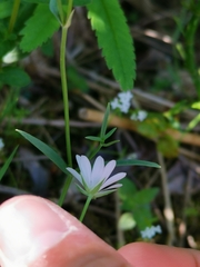 Stellaria palustris