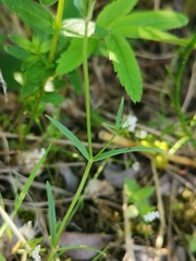 Stellaria palustris