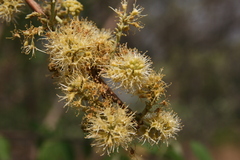 Combretum elaeagnoides
