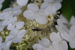 Strangalepta abbreviata