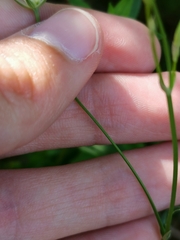 Stellaria palustris