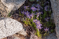 Penstemon heterodoxus