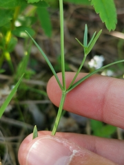 Stellaria palustris