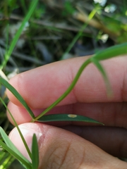 Stellaria palustris