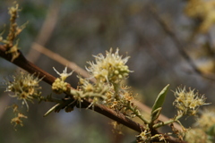 Combretum elaeagnoides