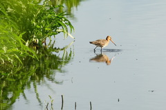 Limosa limosa