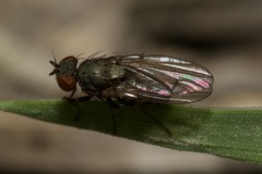 Notiphila