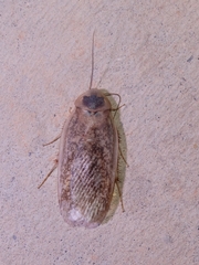 Corydiidae