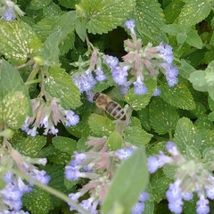 Apis mellifera