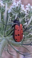 Hycleus scutellatus