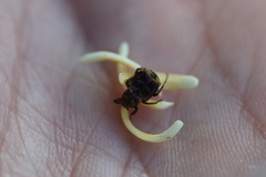 Valgus canaliculatus
