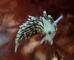 Diaphoreolis viridis