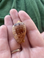 Cypraecassis testiculus