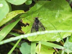 Chrysopilus velutinus