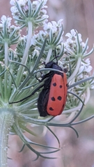 Hycleus scutellatus
