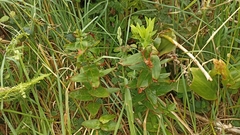 Hypericum foliosum