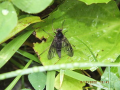 Chrysopilus velutinus