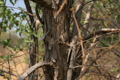 Combretum elaeagnoides