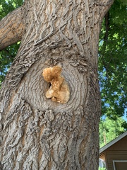 Fungi