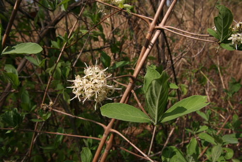 Kalahari Bride's Bush (Pavetta lasiopeplus)