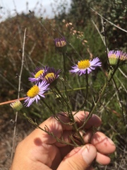 Erigeron blochmaniae
