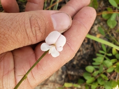 Tephrosia chrysophylla