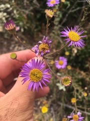 Erigeron blochmaniae