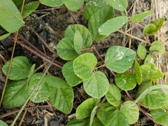 Tephrosia chrysophylla