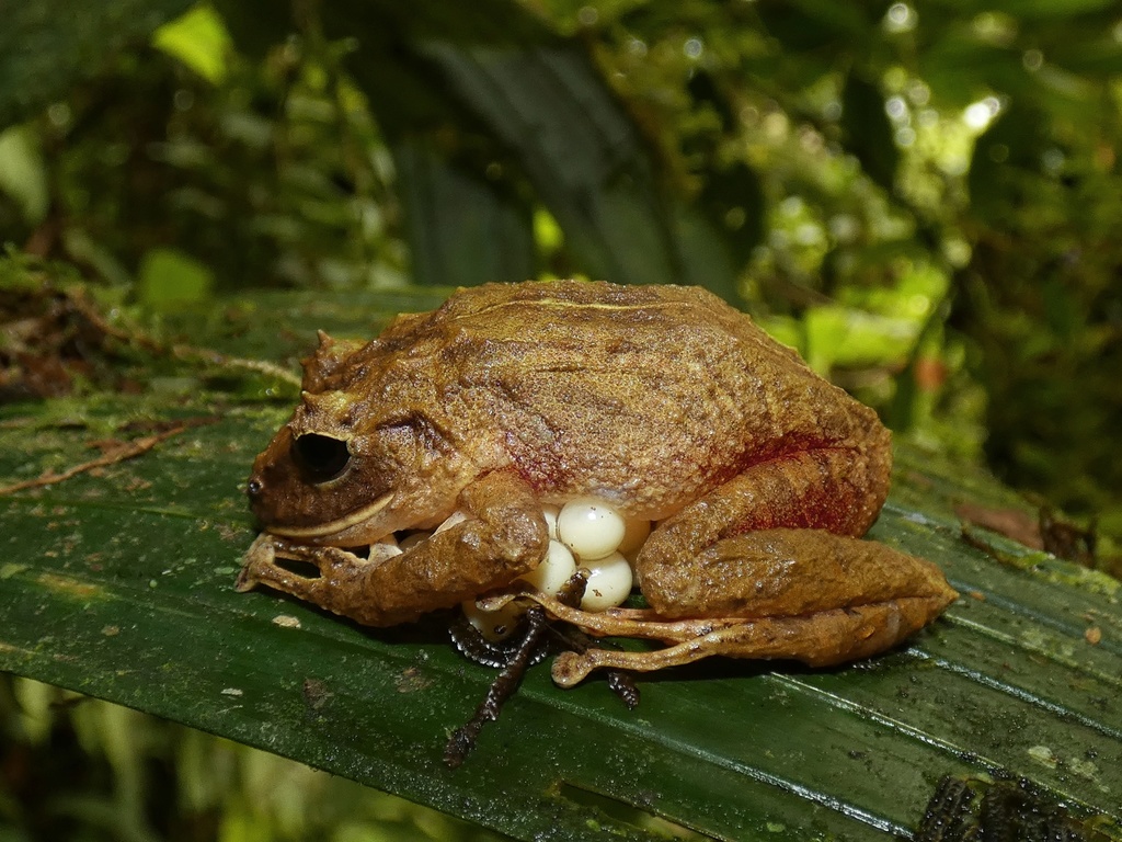 Greta Thunberg Rainfrog