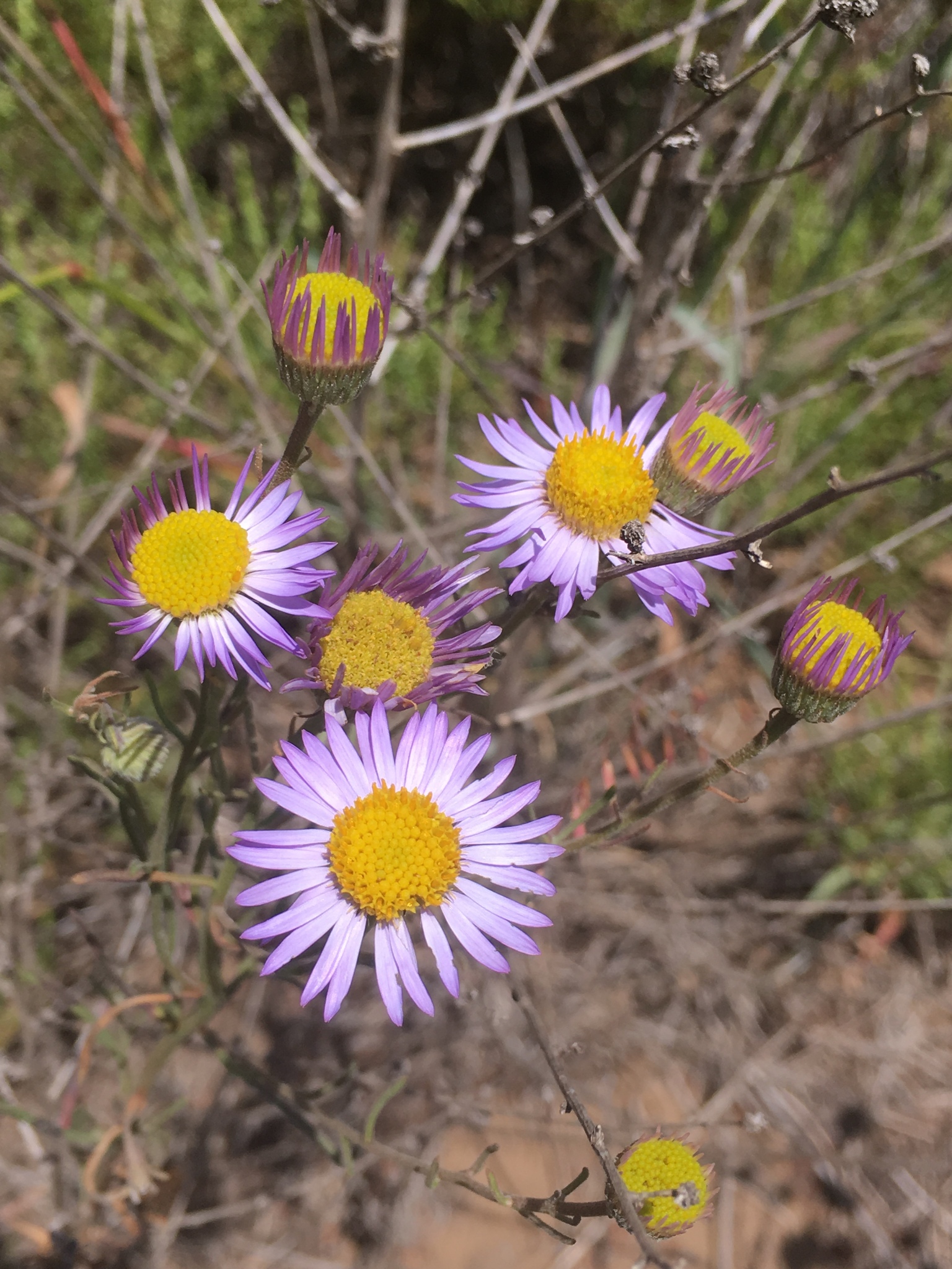Erigeron blochmaniae