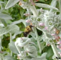 Bombus bimaculatus