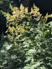 Macleaya