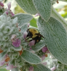 Bombus bimaculatus