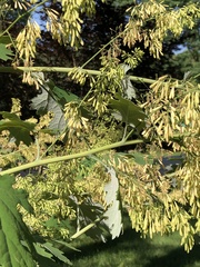 Macleaya
