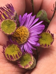 Erigeron blochmaniae