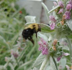 Bombus bimaculatus
