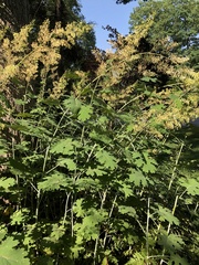 Macleaya