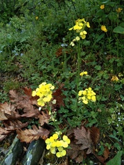 Erysimum ibericum