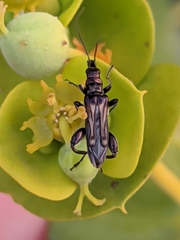 Oedemera basalis