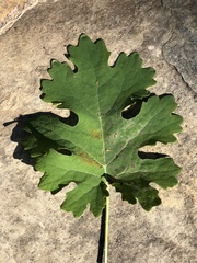 Macleaya