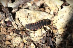 Nyctophila colorata