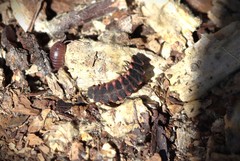 Nyctophila colorata