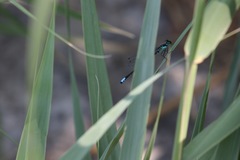 Ischnura damula