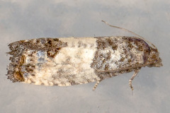 Spilonota ocellana